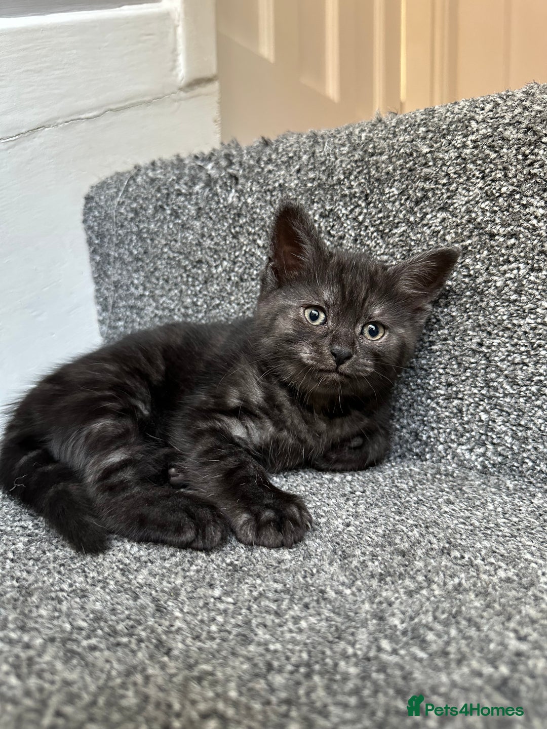 Mixed Breed cats for sale: ✨Meet Our Beautiful Bengal Mix Girls!✨ - Advert 16