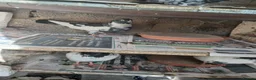 Pigeons birds for sale: Afghni pigeions in Southall - Advert 4