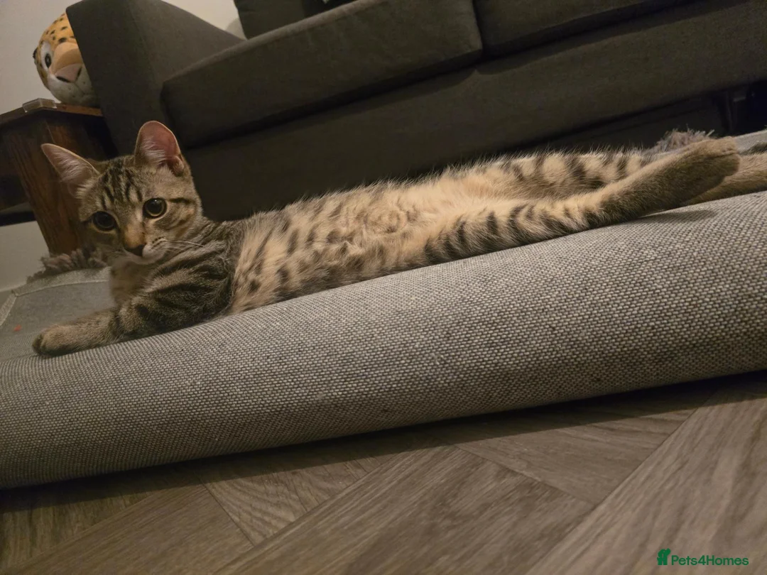 Mixed Breed cats for sale: Kitten 4-5 months - Advert 6