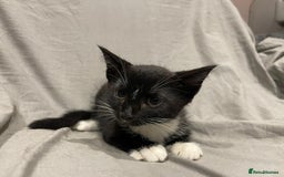 Mixed Breed cats for sale: Kittens for sale  - Image 14