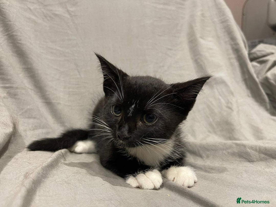 Mixed Breed cats for sale: Kittens for sale  - Image 14