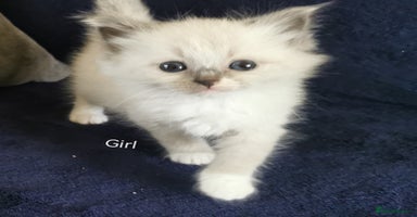 Siberian cats - Advert 7