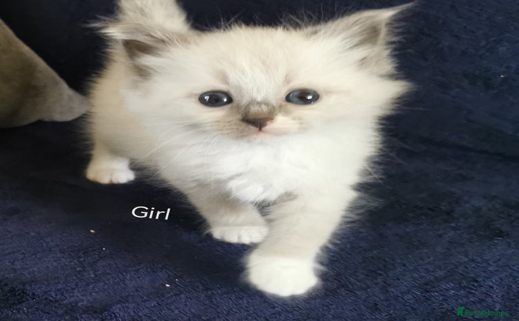 Siberian cats - Advert 5