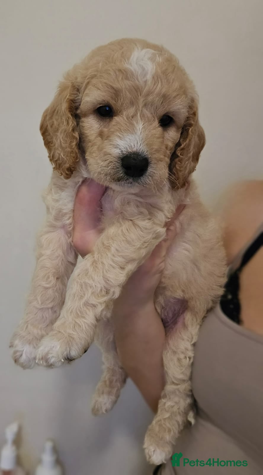 Goldendoodle dogs Goldendoodles  - Advert 11