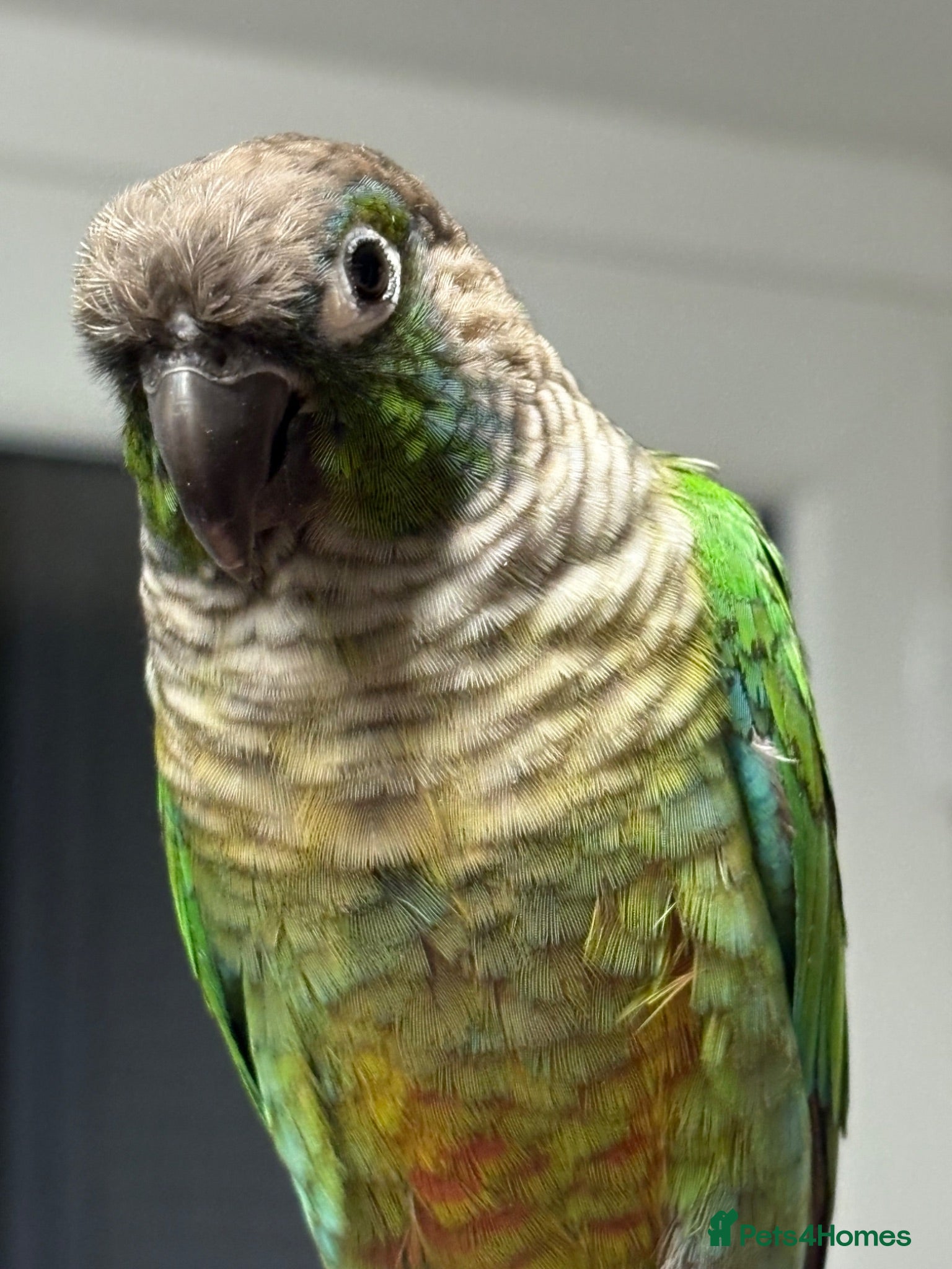Conures birds Conure  - Advert 1