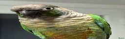Conures birds for sale: Conure  - Advert 1