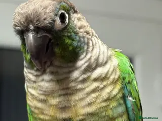 Conures birds Conure - Advert 1