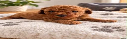 Poochon dogs for sale: Mini asian poochon puppies  - Advert 6
