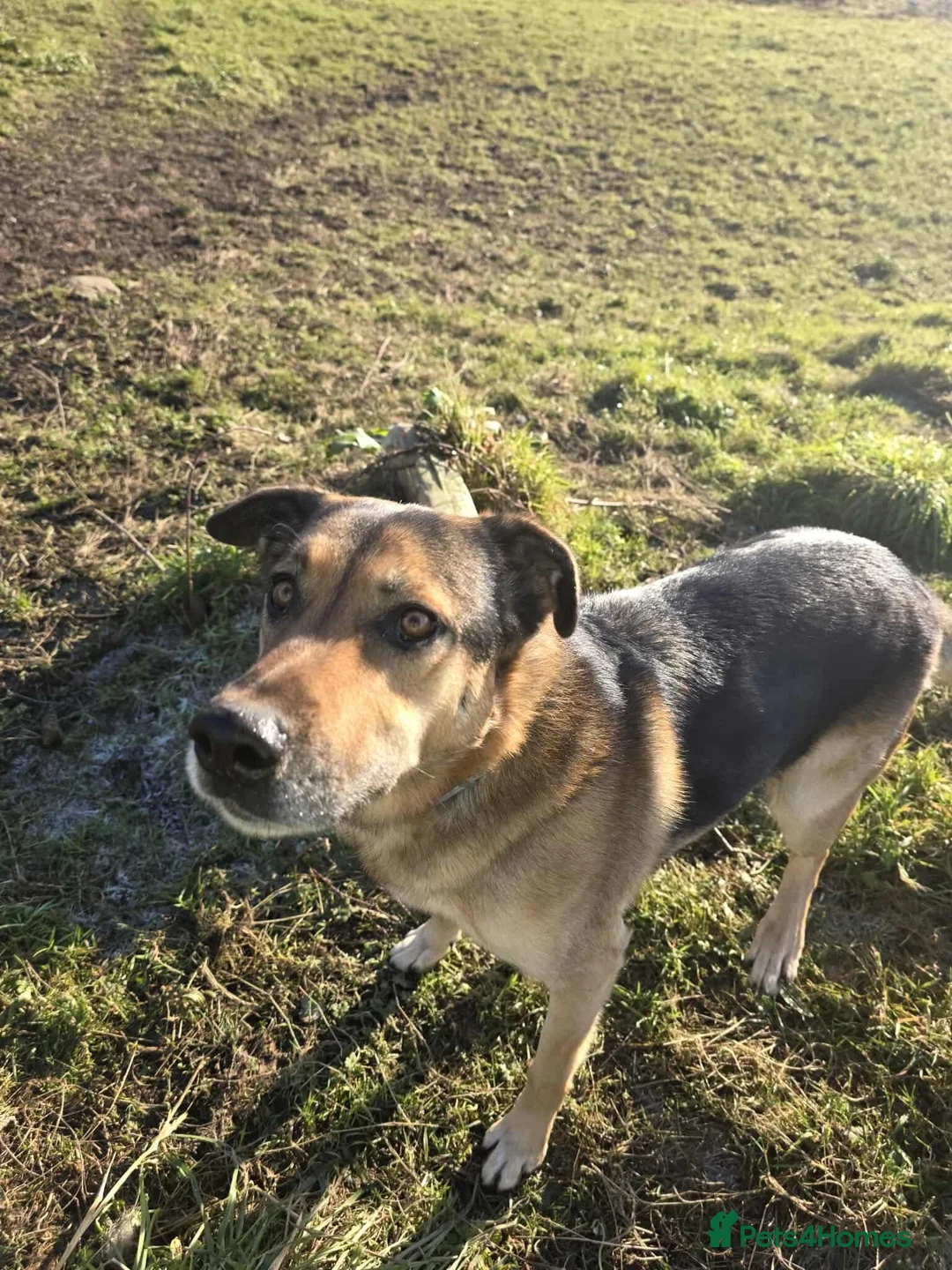 German Shepherd dogs for adoption: Bruno needs a foster or forever home - Advert 10
