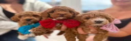 Poochon dogs for sale: 2 Toy poodle/poochon pups for sale.  - Advert 5