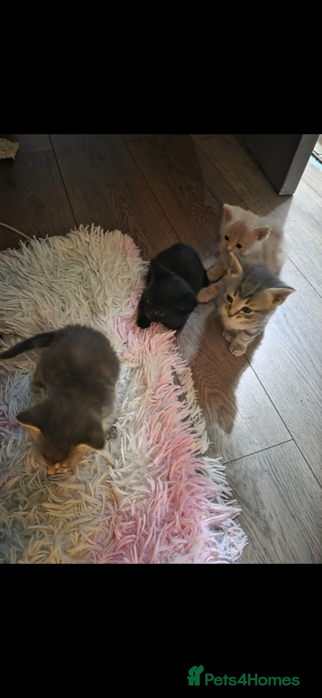 Mixed Breed cats for sale: Kittens ready ready ad - Advert 1