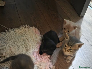 Mixed Breed cats Kittens ready ready ad - Advert 6