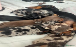 Miniature Dachshund dogs for sale: Venus is a mama to 5! - Image 16