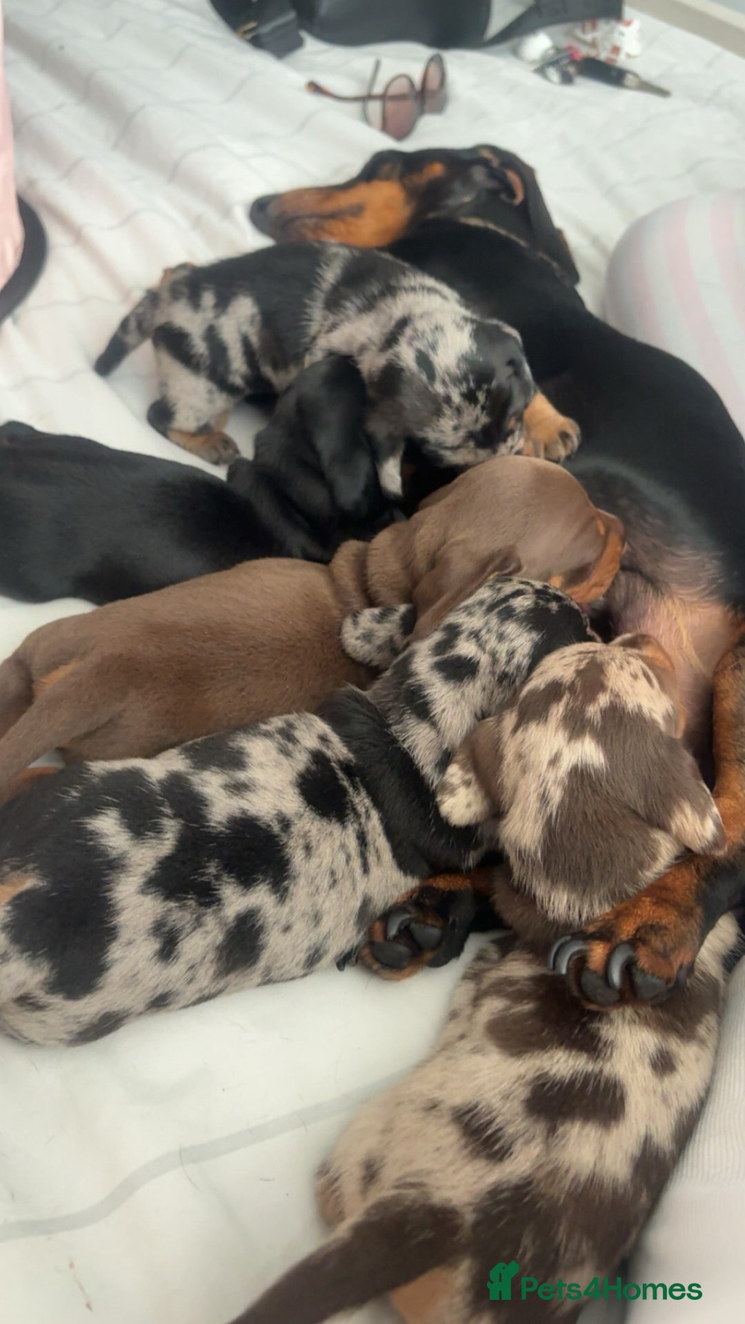 Miniature Dachshund dogs for sale: Venus is a mama to 5! - Image 16