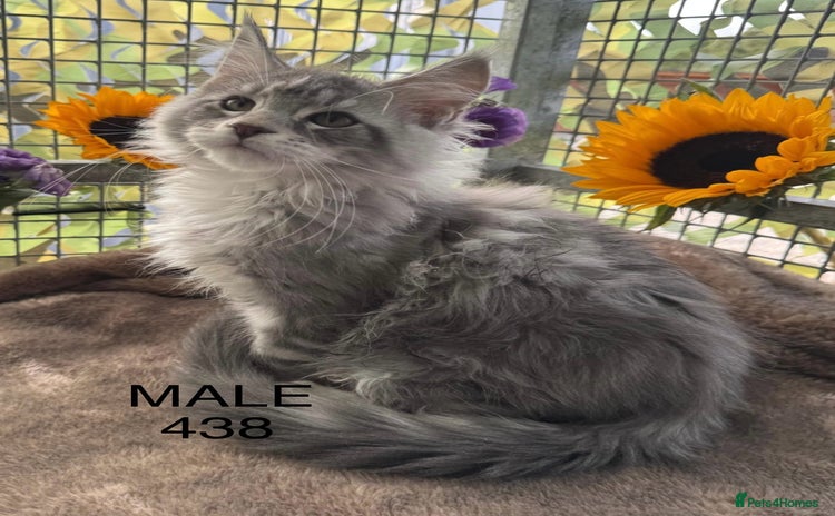 Maine Coon cats - Advert 2