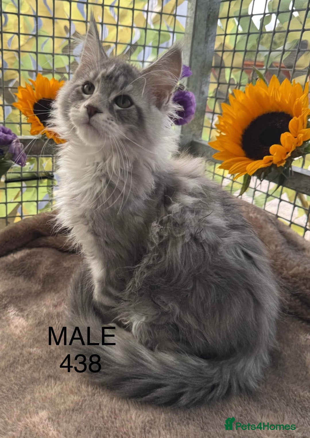 Maine Coon cats for sale: Registered GCCF Maine Coons - Image 2