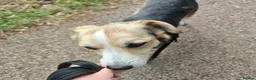 Mixed Breed dogs for adoption: Banjo (terrier mix) in London - Advert 17