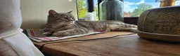 British Shorthair cats for sale: Duchess - Advert 2