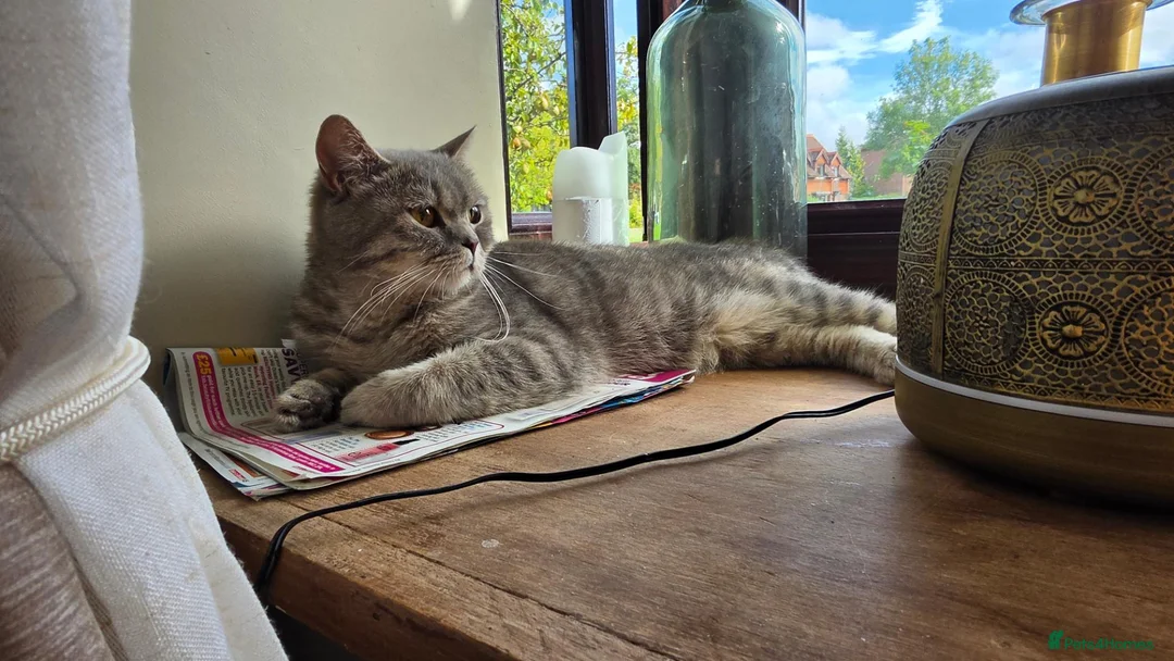 British Shorthair cats for sale: Duchess - Advert 2