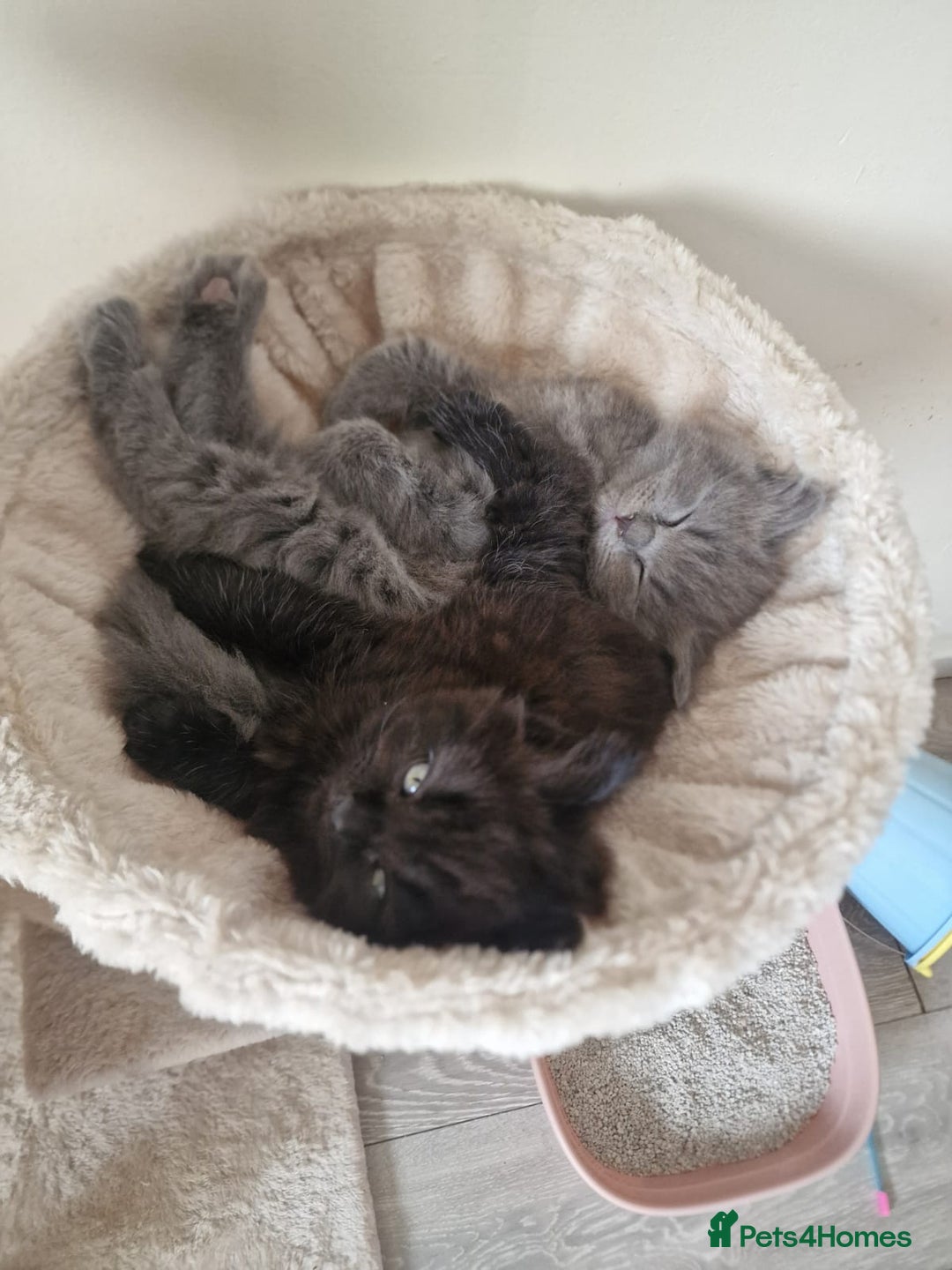 British Shorthair cats for sale: BEAUTIFUL BRITISH LONGHAIR/SHORTHAIR KITTENS - Image 2