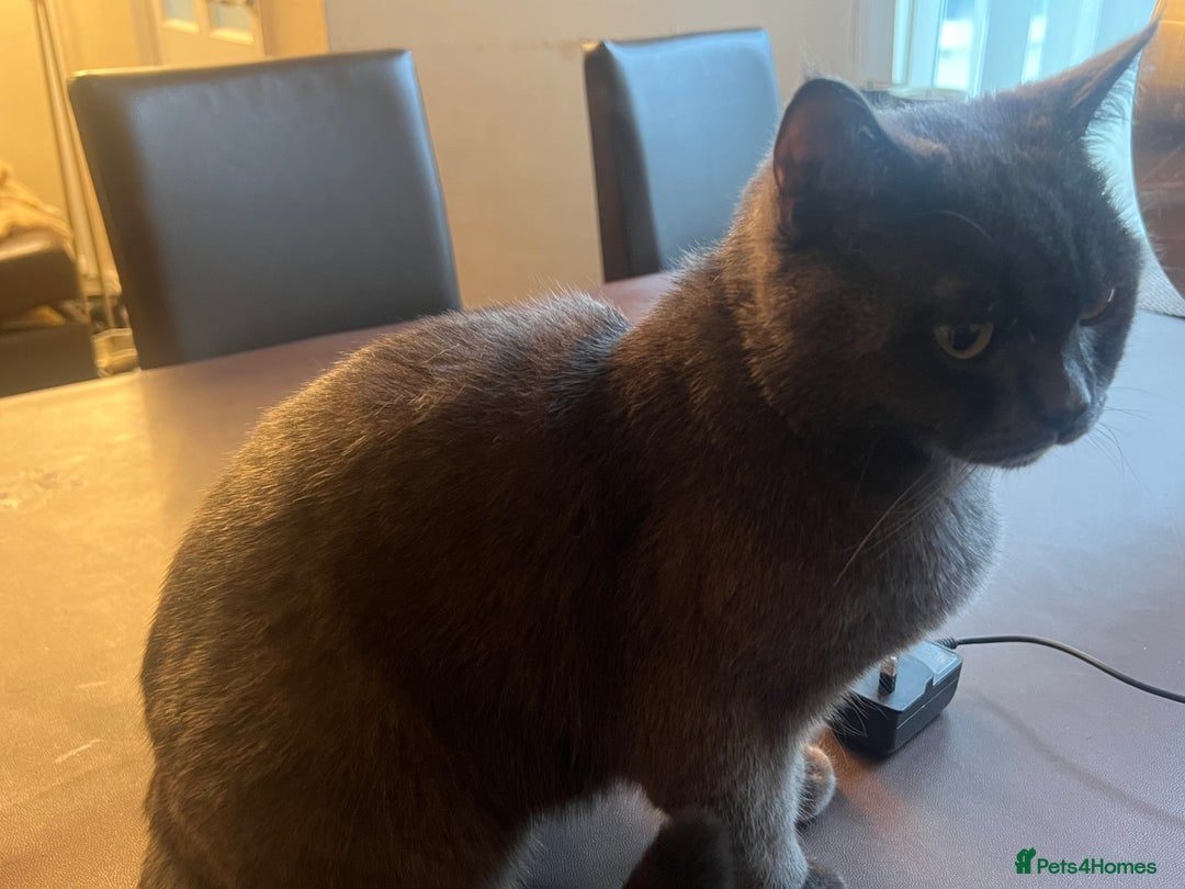 British Shorthair cats for sale: ✨✨Gorgeous british Shorthair for sale!!!! ✨⭐️ - Image 3