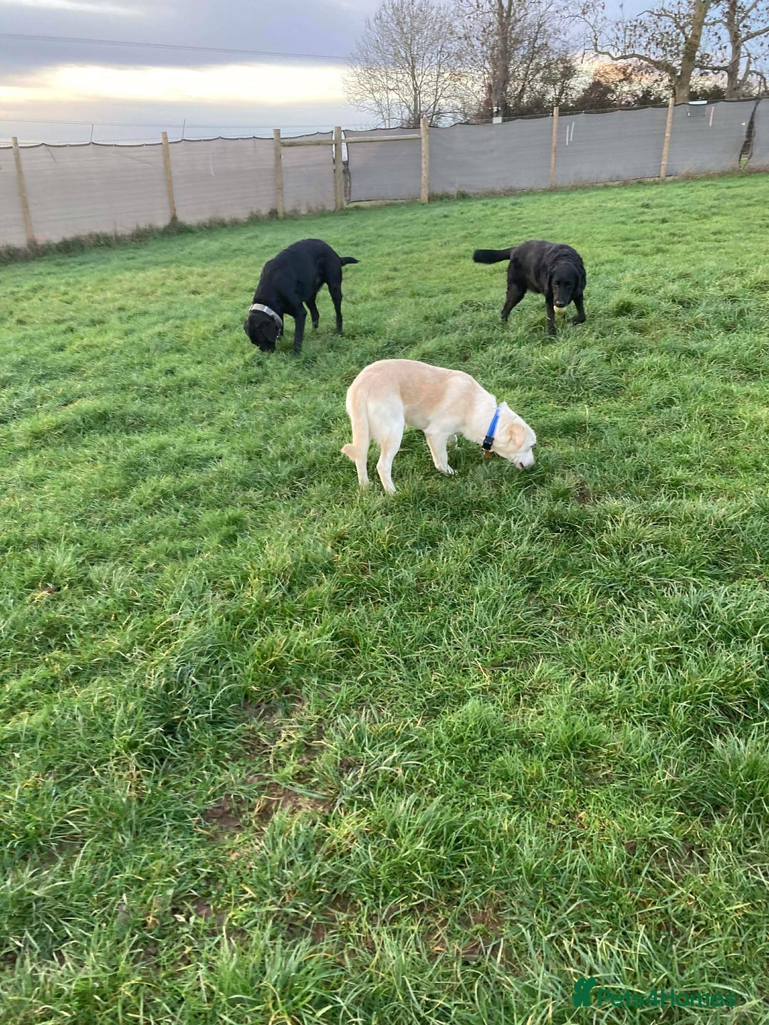 Mixed Breed dogs for adoption: REX   - Advert 8