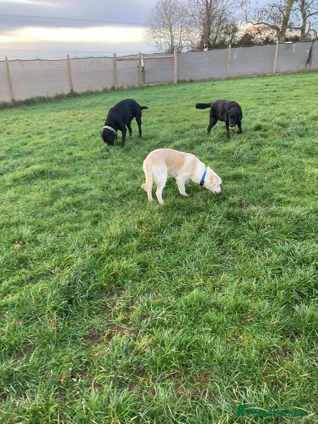 Mixed Breed dogs for adoption: REX   - Advert 8