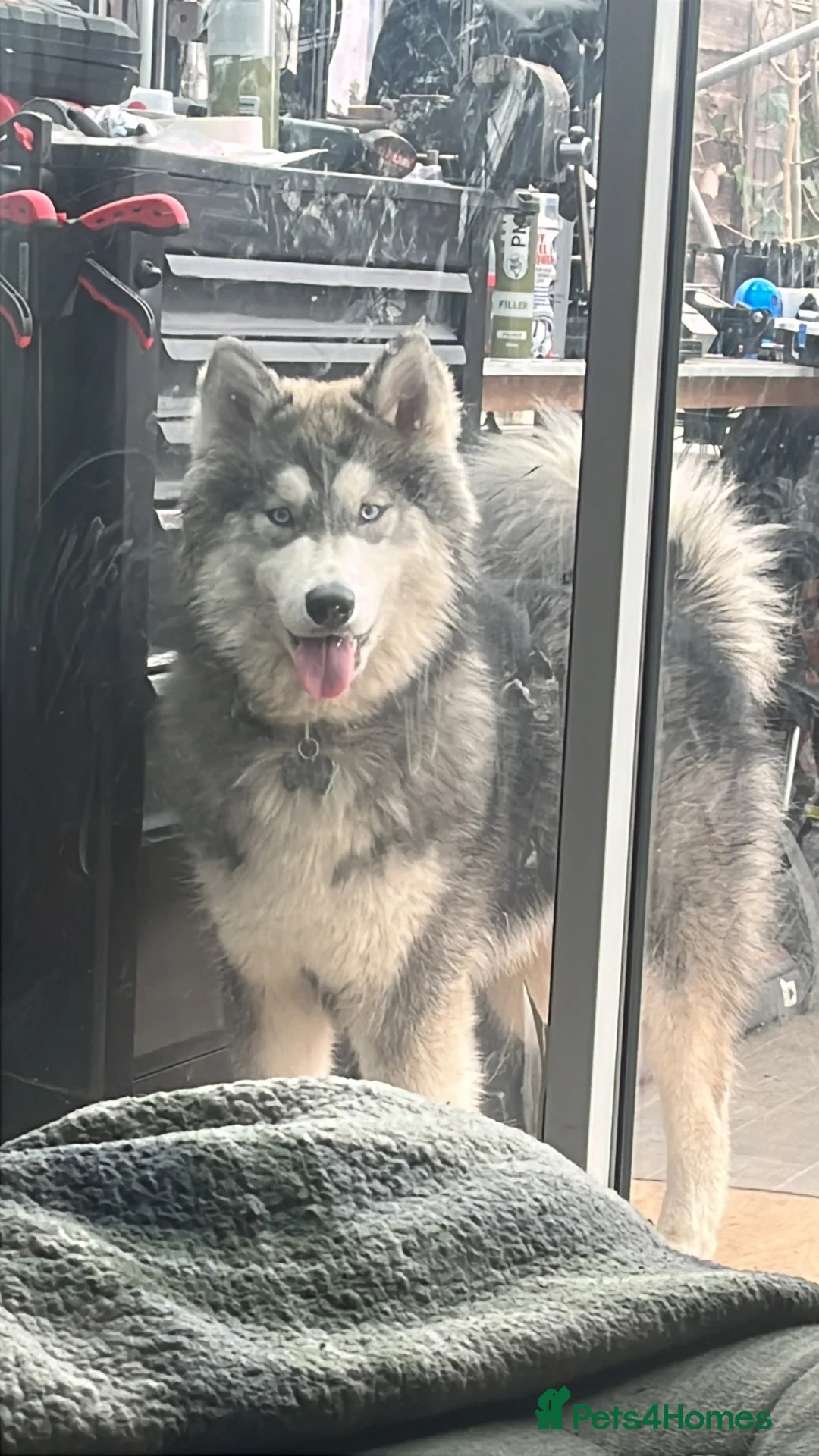 Siberian Husky dogs for sale: 10 month old Husky pups in Manchester - Advert 2