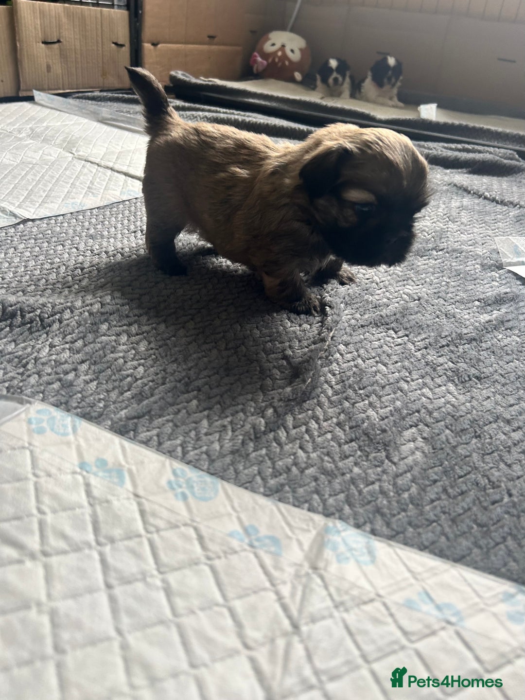 Shih Tzu dogs for sale: Stunning puppy - Image 1