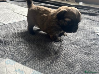 Shih Tzu dogs - Advert 1