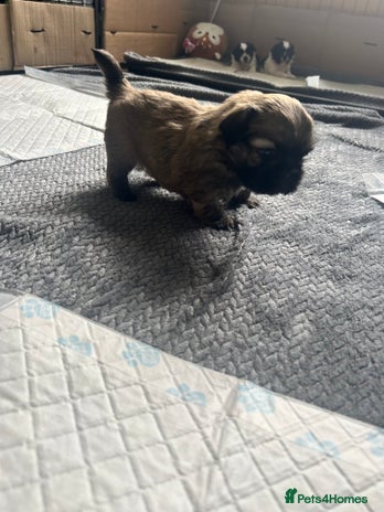 Shih Tzu dogs - Advert 1