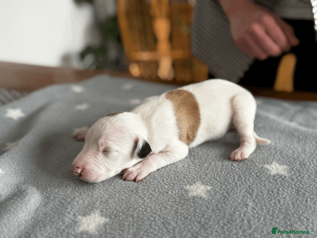 Whippet dogs for sale: KC Registered Small Whippet Puppies  - Advert 7