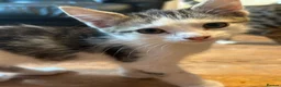 Mixed Breed cats for sale: Kittens for sale  - Advert 4