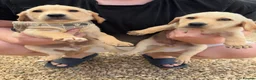 Labrador Retriever dogs for sale: Labrador puppies ready to leave! - Advert 25