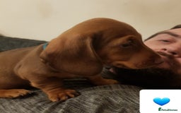 Dachshund dogs for sale: READY NOW Dachshund Puppies - Image 27