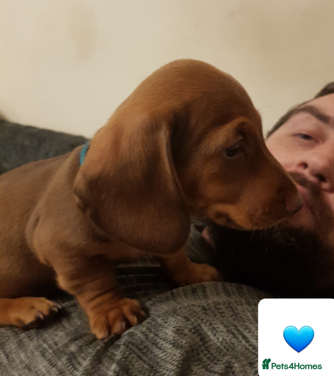 Dachshund dogs for sale: READY NOW Dachshund Puppies - Image 27