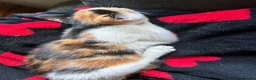 Mixed Breed cats for sale: 3 kittens. 2 female calico and one ginger male - Advert 4