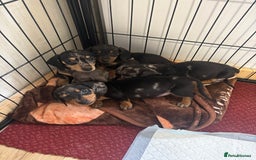 Dachshund dogs for sale: READY to leave dachshund puppy’s for sale  - Image 25
