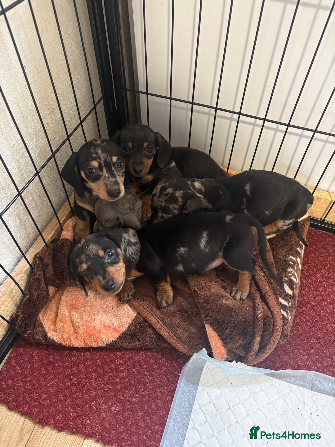 Dachshund dogs for sale: READY to leave dachshund puppy’s for sale  - Image 25