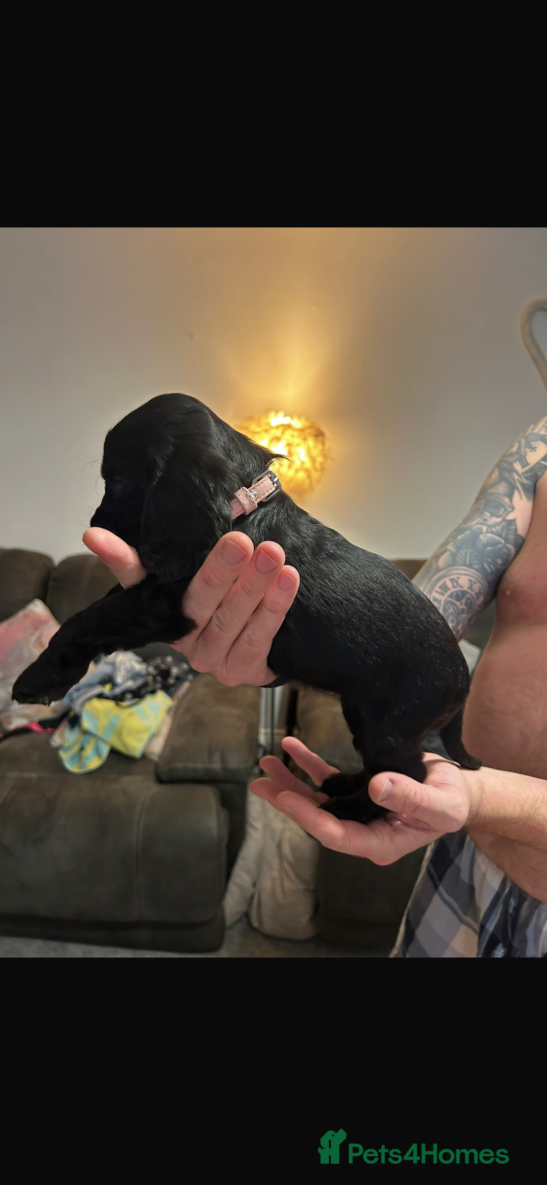 Cocker Spaniel dogs for sale: Cocker spaniels ( show type)  - Advert 14