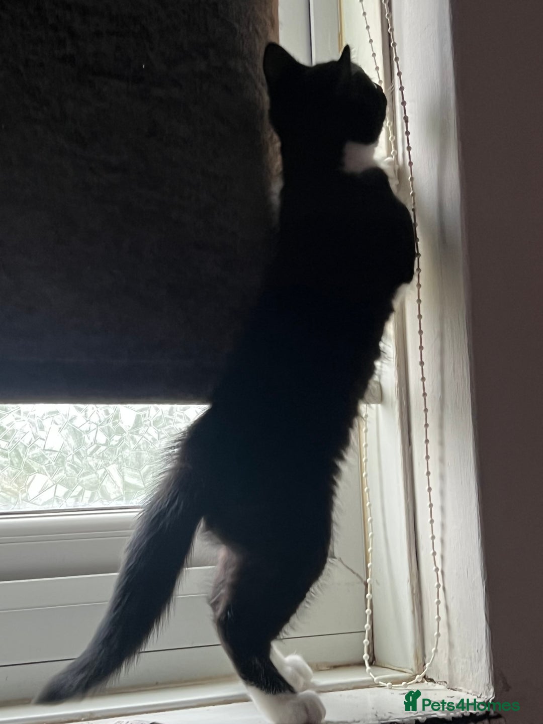 British Shorthair cats for sale: Adorable female kitten for rehoming  - Advert 5