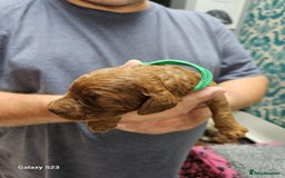 Cockapoo dogs for sale: FULLY HEALTH TESTED FOX RED MINIATURE COCKAPOOS - Image 3