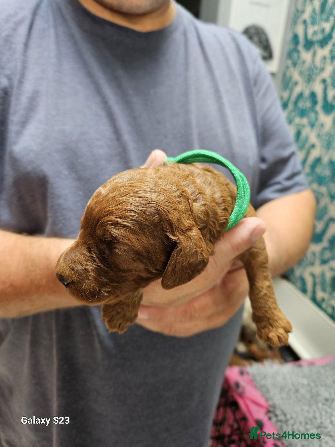 Cockapoo dogs for sale: FULLY HEALTH TESTED FOX RED MINIATURE COCKAPOOS - Image 3
