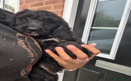 Sproodle dogs for sale: Beautiful Sproodle pups  - Image 3