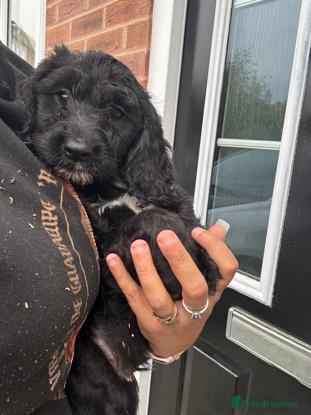 Sproodle dogs for sale: Beautiful Sproodle pups  - Image 3
