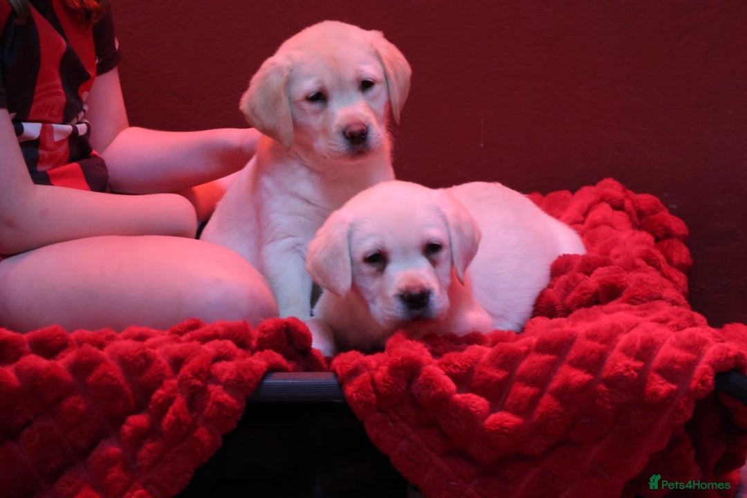 Golden Retriever dogs for sale: Health Tested, champion bloodlines Great with Kids - Advert 4