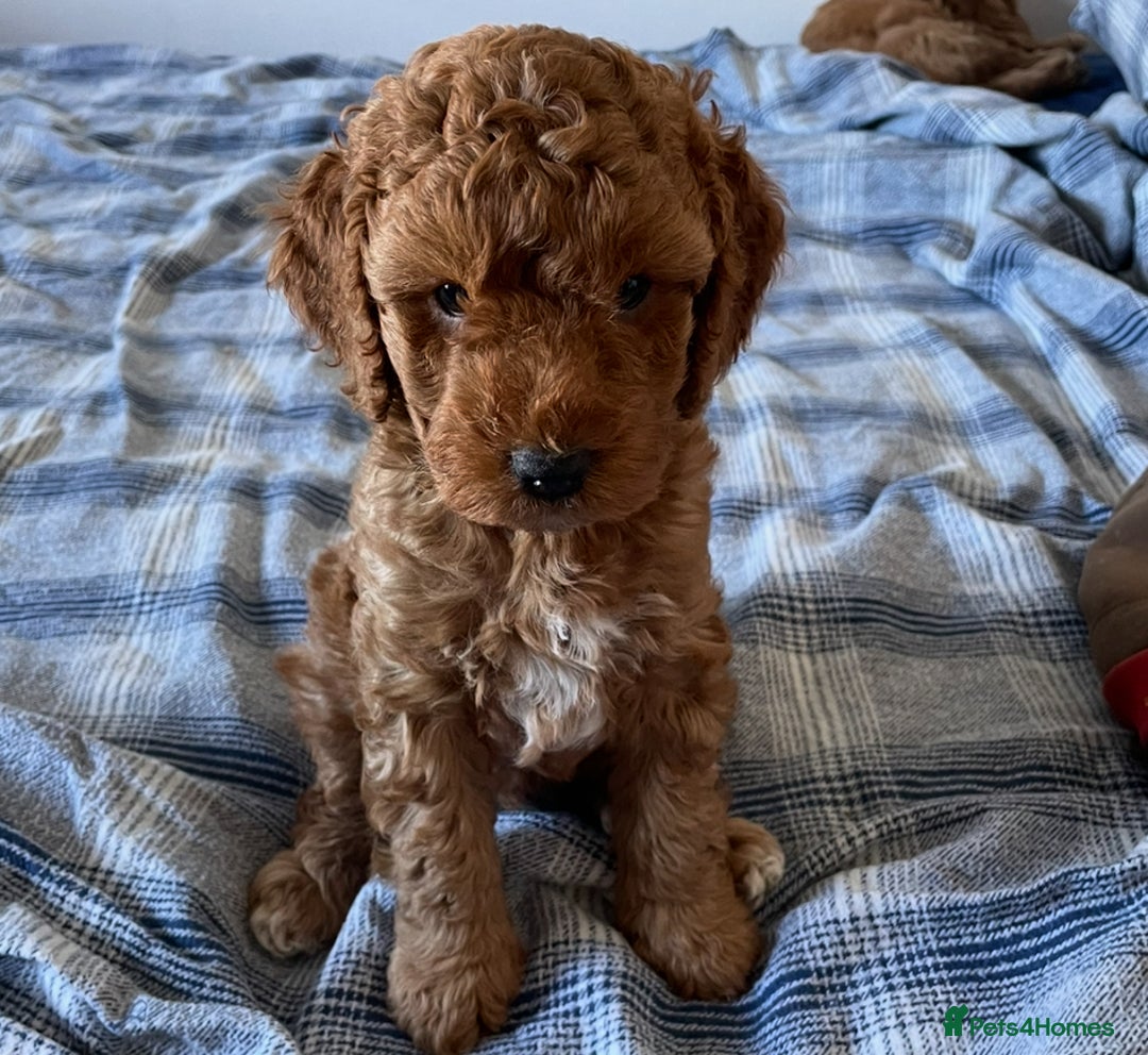 Mixed Breed dogs for sale: Out standing Labradoodle from a loving home  - Image 10