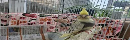 Cockatiels birds for sale: Baby cockatiels  - Advert 3