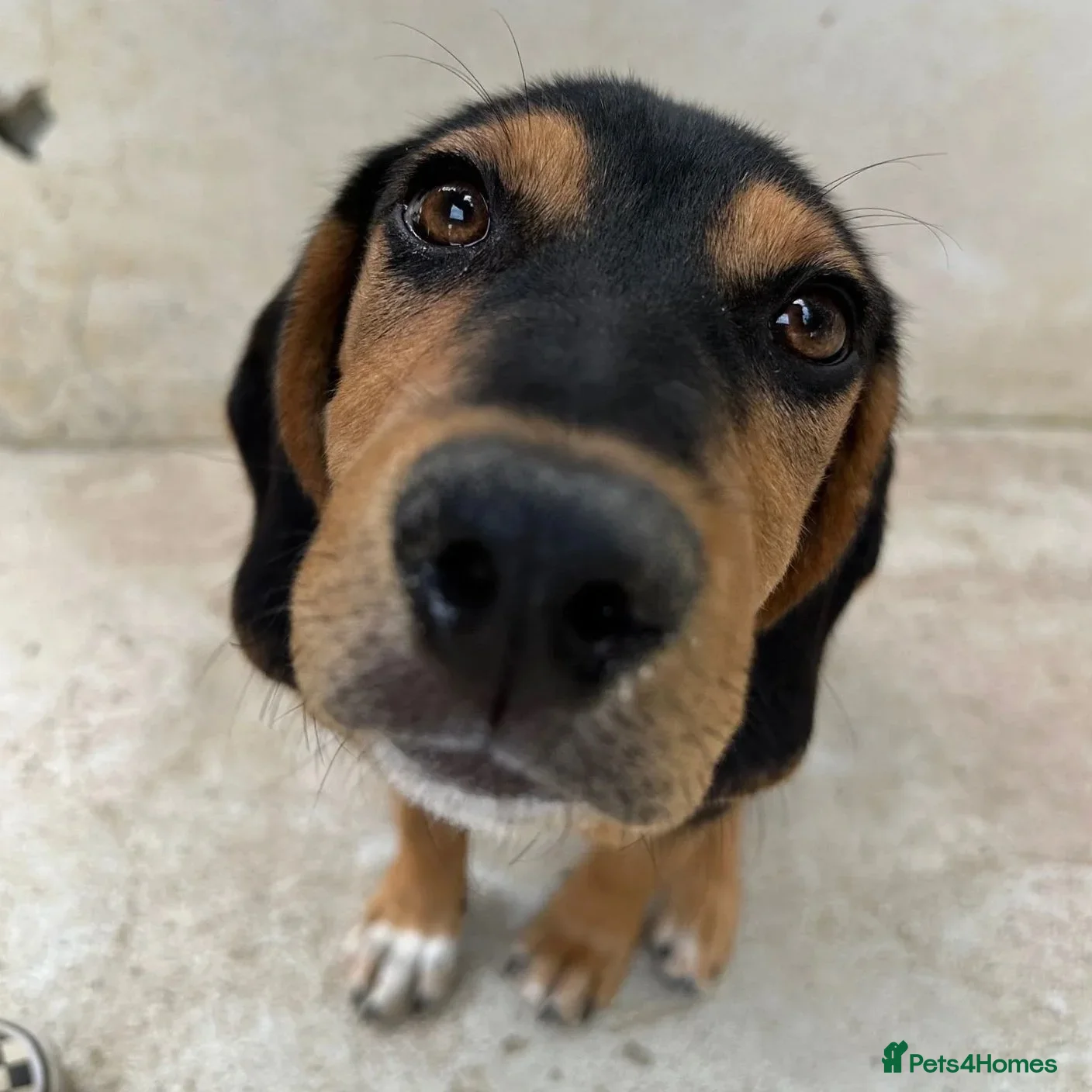 Ivan (Greek Harehound) — Mixed Breed