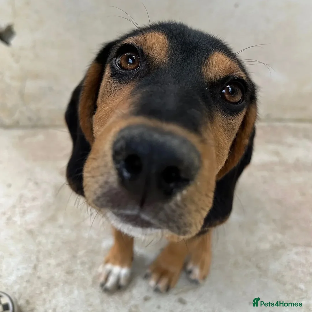 Mixed Breed dogs for adoption: Ivan (Greek Harehound) in Chislehurst - Advert 25